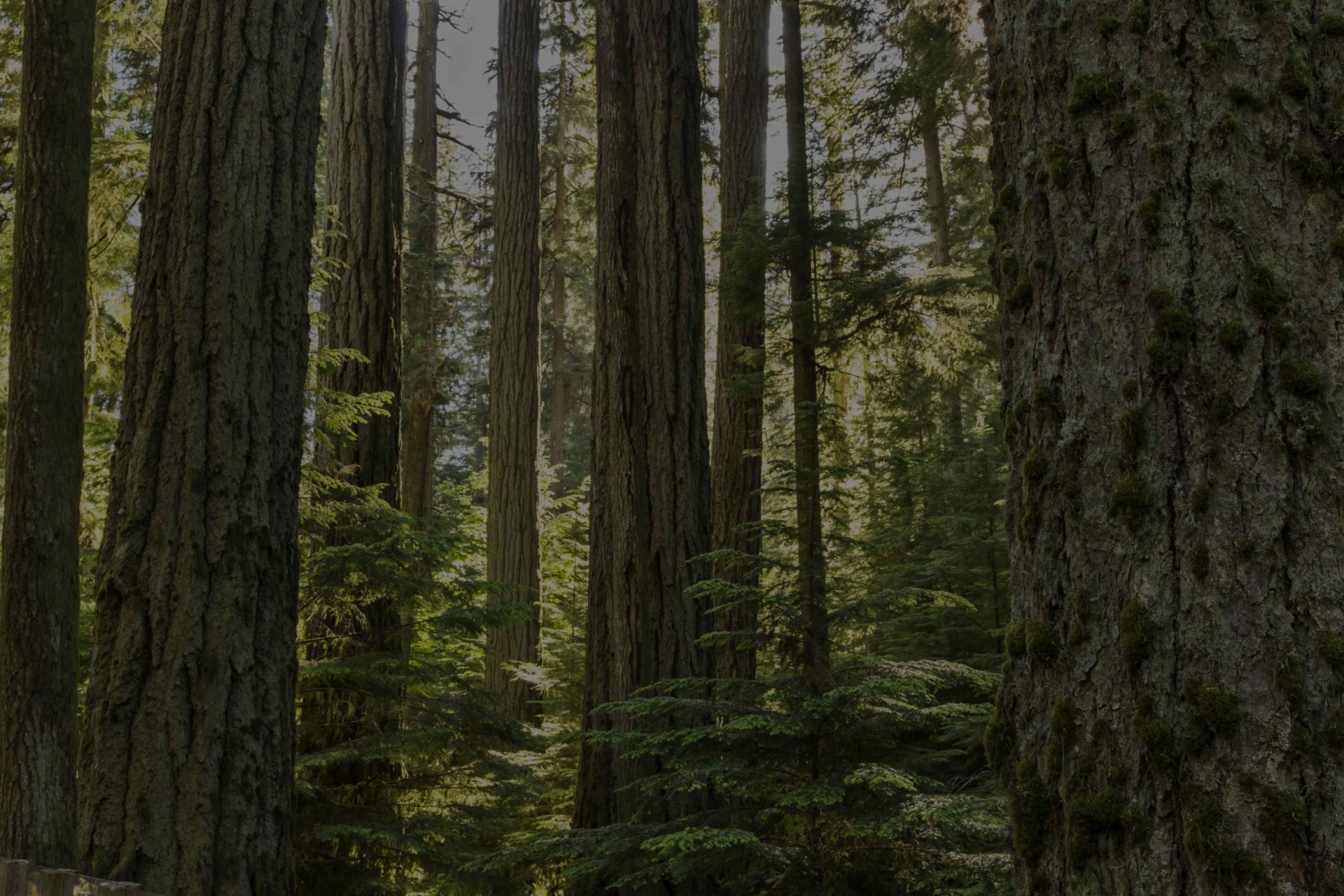 Douglas fir forest