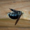 how_to_get_rid_of_carpenter_bees