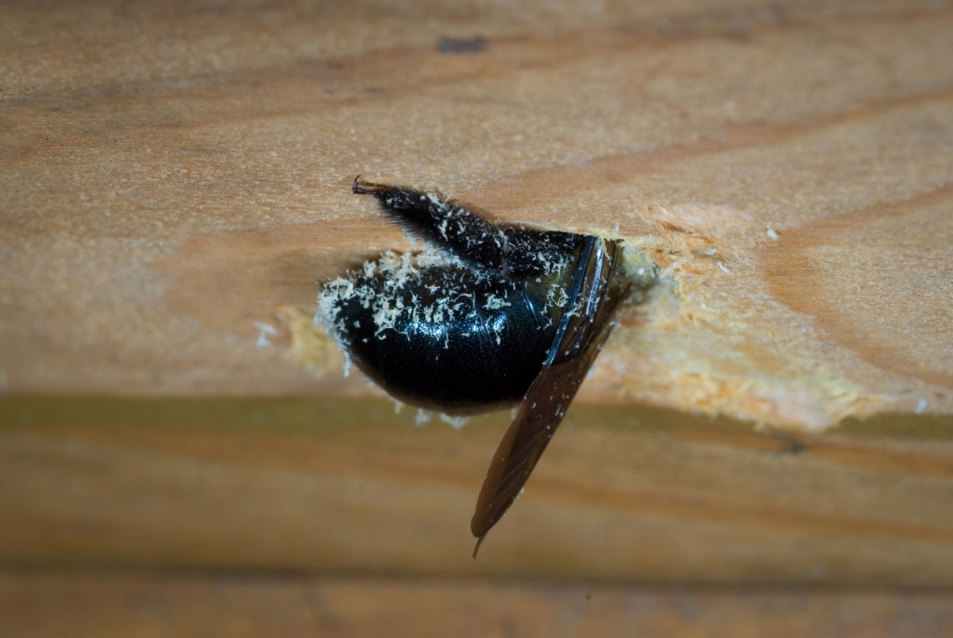 how_to_get_rid_of_carpenter_bees