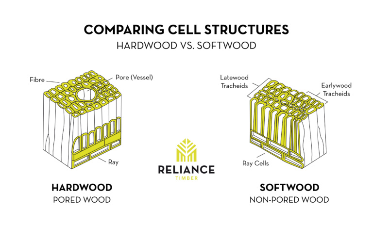 Hardwood vs Softwood Cellular Structure
