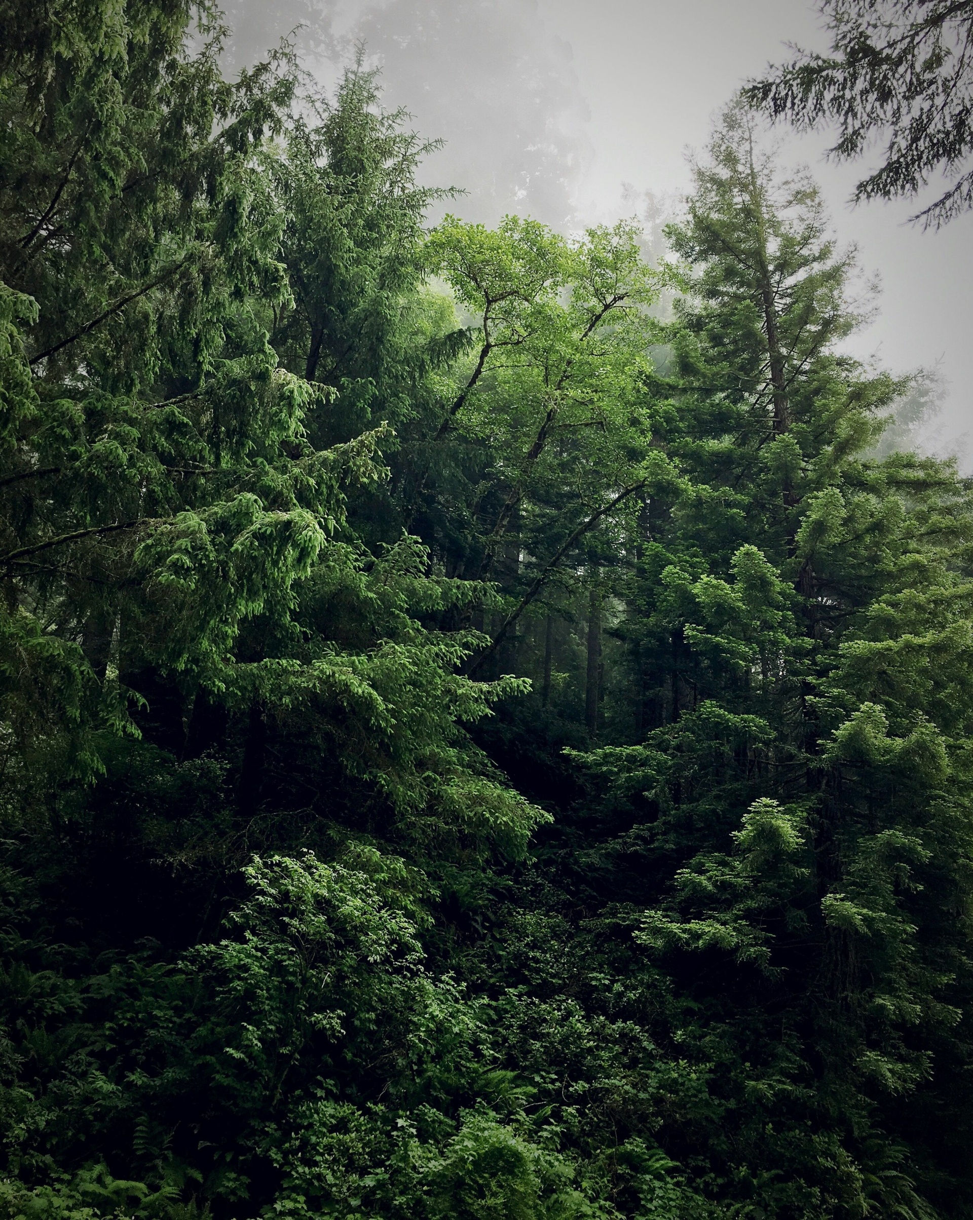 the douglas fir tree