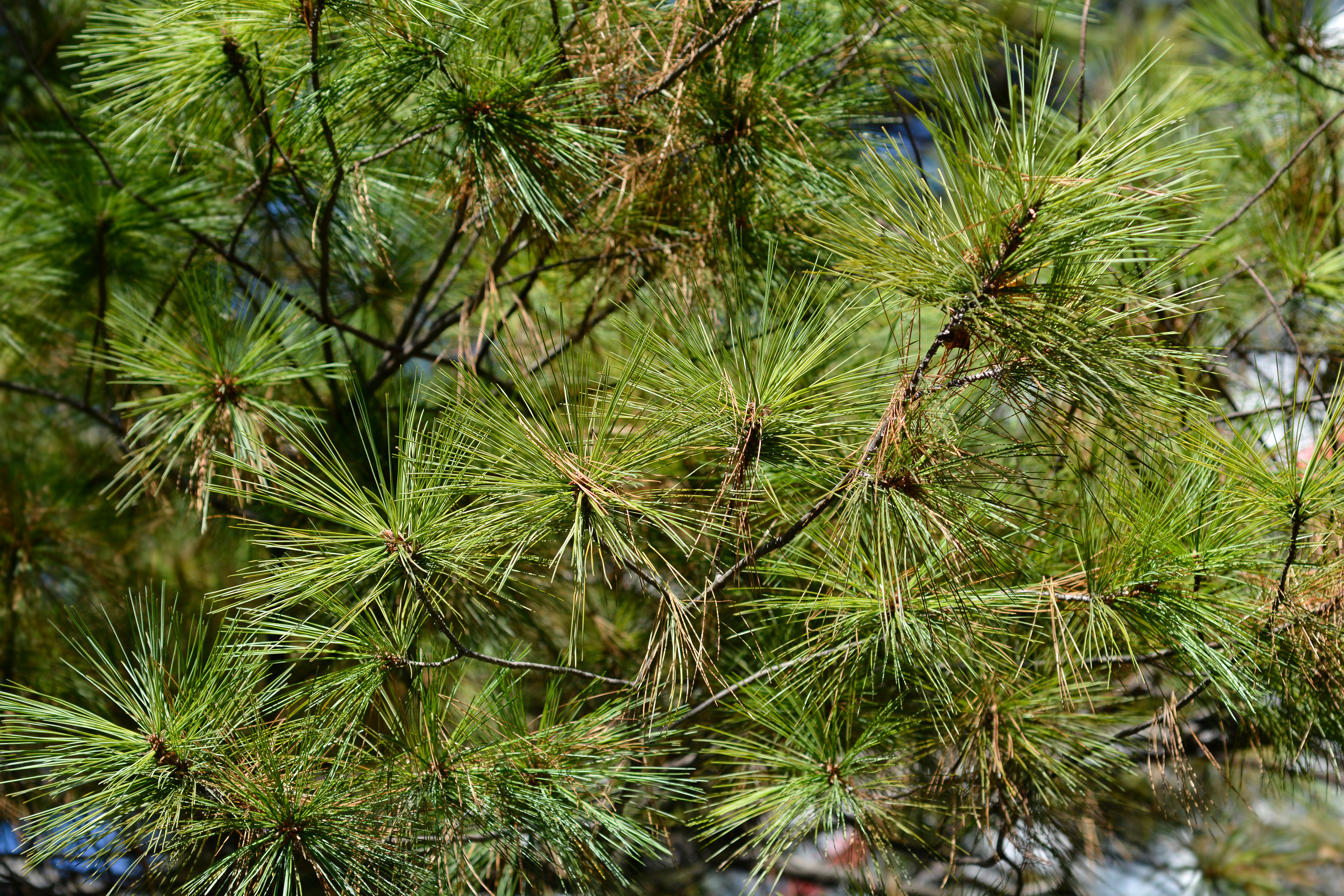 eastern white pine tree