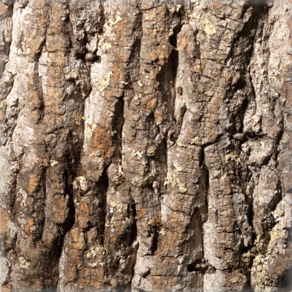 poplar bark siding